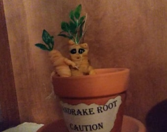 Mandrake root, magical root