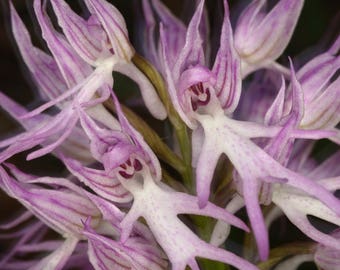 rare naked man orchid 1 bulb