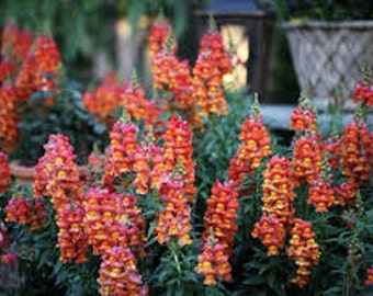 Antirrhinum Orange Wonder Snapdragon 30 seeds