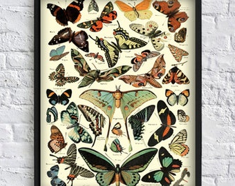 Butterfly wall art print butterfly collection print butterfly gallery wall art decor botanical illustrations vintage art poster Art-142