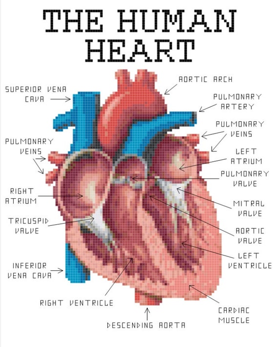 9 of the parts heart Heart PATTERN Anatomy Cross Stitch Human