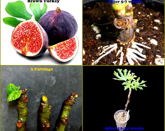 Fig Tree Cuttings - "BROWN TURKEY" - Exotic Tree - 3 Cuttings