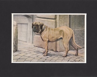 Mastiff 1919 Vintage Dog Print by Louis Agassiz Fuertes Small Painting Print Mounted with Mat - Mastiff Print, Mastiff Dog Print