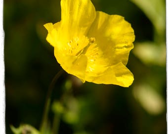 Dicranostigma franchetianum 'Eastern Horned Poppy' 100 SEEDS