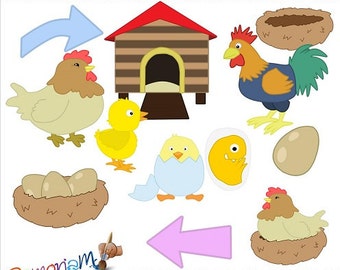 Life Cycle Clip art Chicken