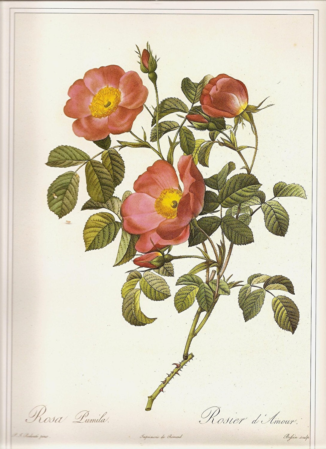 REDOUTE Vintage 1990 ROSES Art Print Botanical 100 Beautiful