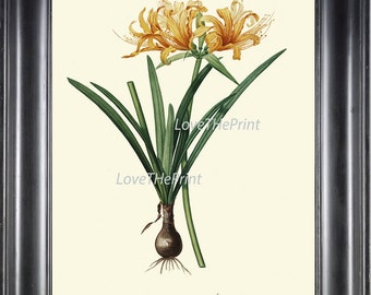 BOTANICAL PRINT Redoute Flower Art 74 Beautiful Golden Yellow Amaryllis Plant Tropical Garden Nature Antique Writing Home Decor
