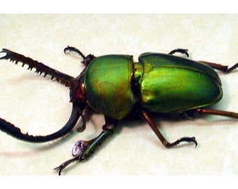 Black Friday/Cyber Monday Sale Bright Green Sawtooth Beetle Lamprima Adolphinae Display 2155BG