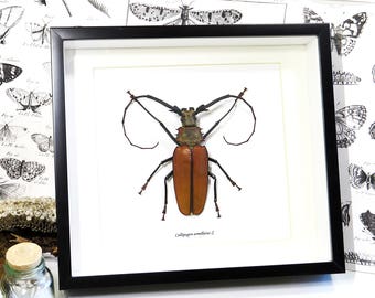 Non CITES taxidermy longhorn beetle framed Callipogon armillatus XL BGCA