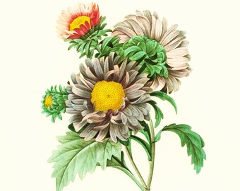 Aster, Large Size, Redoute Botanical Print, Flower For Framing Wall Art home decor