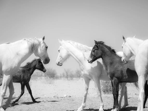 KALAHARI ARABS 2. Horse Print, Equine Photography, Black and White Print, Animal Print, Arab Horses, Limited Edition Print