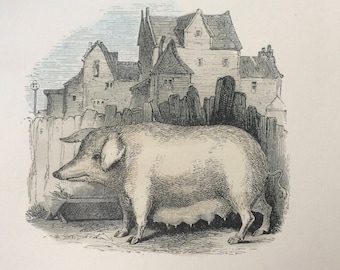 1907 The Common or Domestic Hog Original Antique Matted Hand-Coloured Engraving - Natural History - Wildlife - Decorative Art