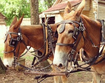 Horse plow harness | Etsy