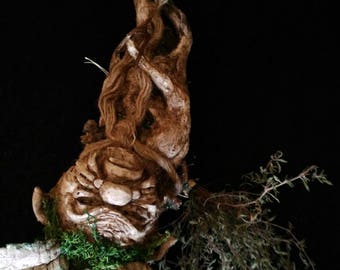 Mandrake (Mandrake Autumnalis)