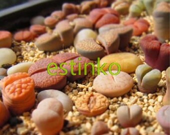 50pcs Mix Lithops Seeds Mix Varieties Succulents Seeds Succulents Bonsai Home Garden Ornament Potted Flower