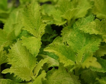 Coleus Wild Lime (Plectranthus scutellarioides 'Wild Lime')