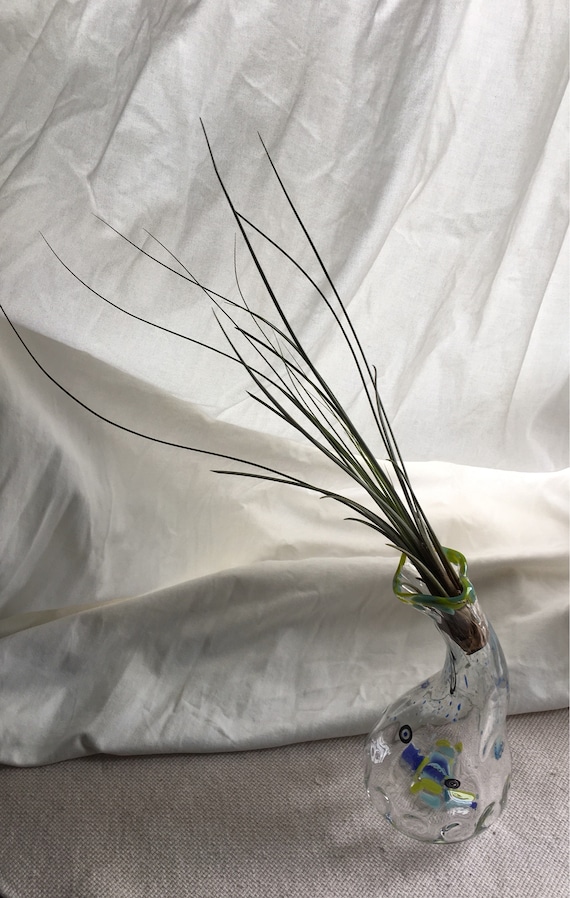 Hand blown glass jellyfish vase with living air plant , bromeliad