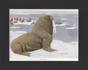 Pacific Walrus 1916 Print by Louis Agassiz Fuertes Original Vintage Mounted Print Pacific Walrus Picture Vintage Walrus Print