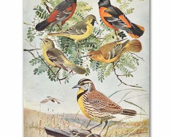 Bird Print, Oriole Art, Meadowlark Print (1930s Home Office Decor, Vintage Living Room Print) --- "Orioles & Meadowlarks" No. 61