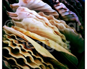 4 x 4 photo card-Scallop Shell