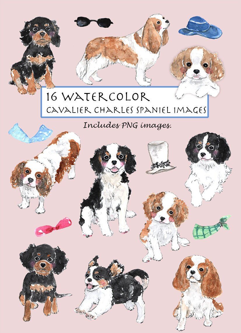 CLIP ART Watercolor Cavalier King Charles Spaniel Set. 16