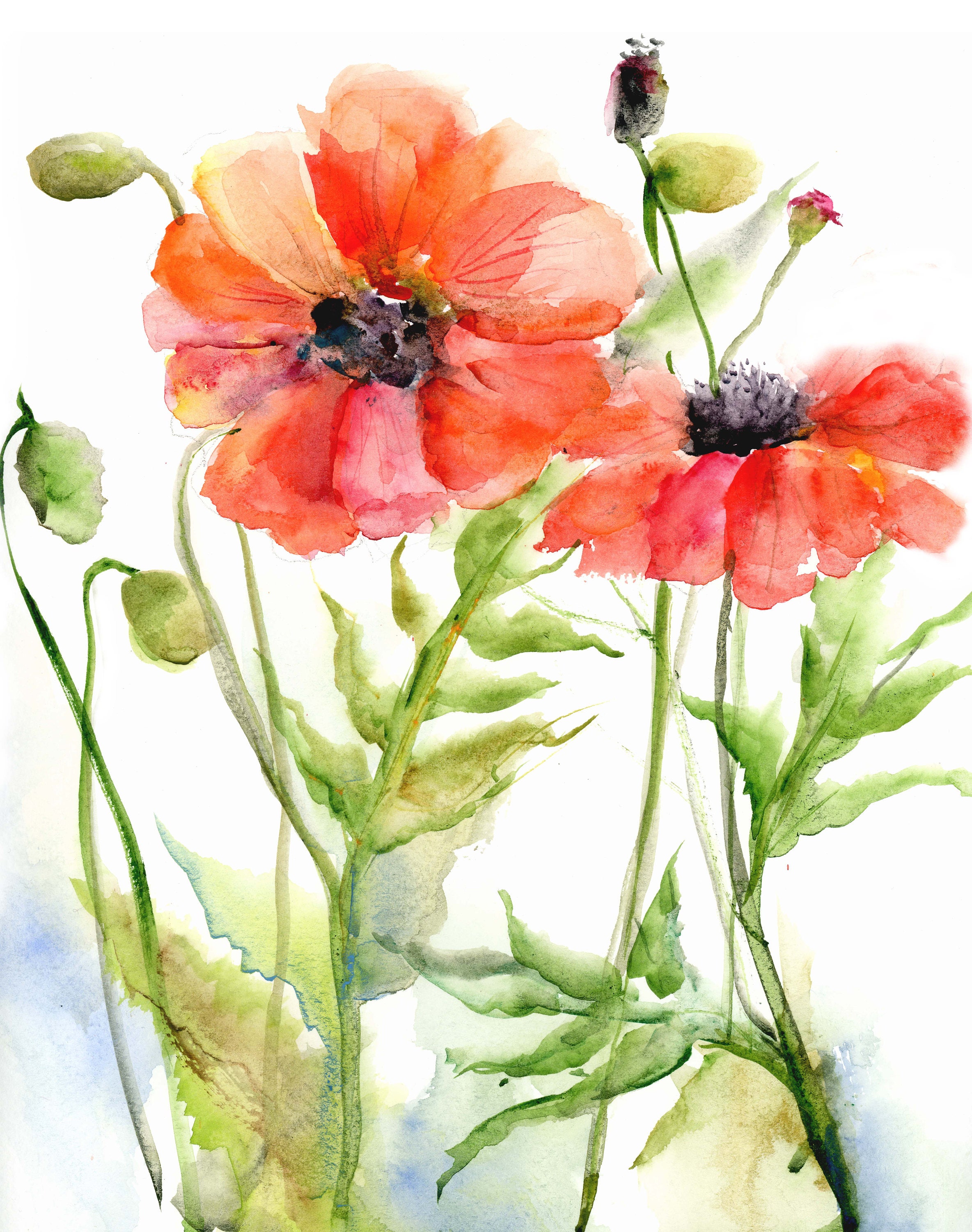 red poppy print watercolor poppy painting watercolor