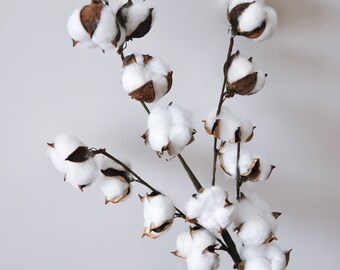 Dried Cotton Branch 29.5" Long 15 Cotton Balls Branches Cotton Ball Stalks Natural Rustic Wedding Decor Centerpiece Wreath Barn