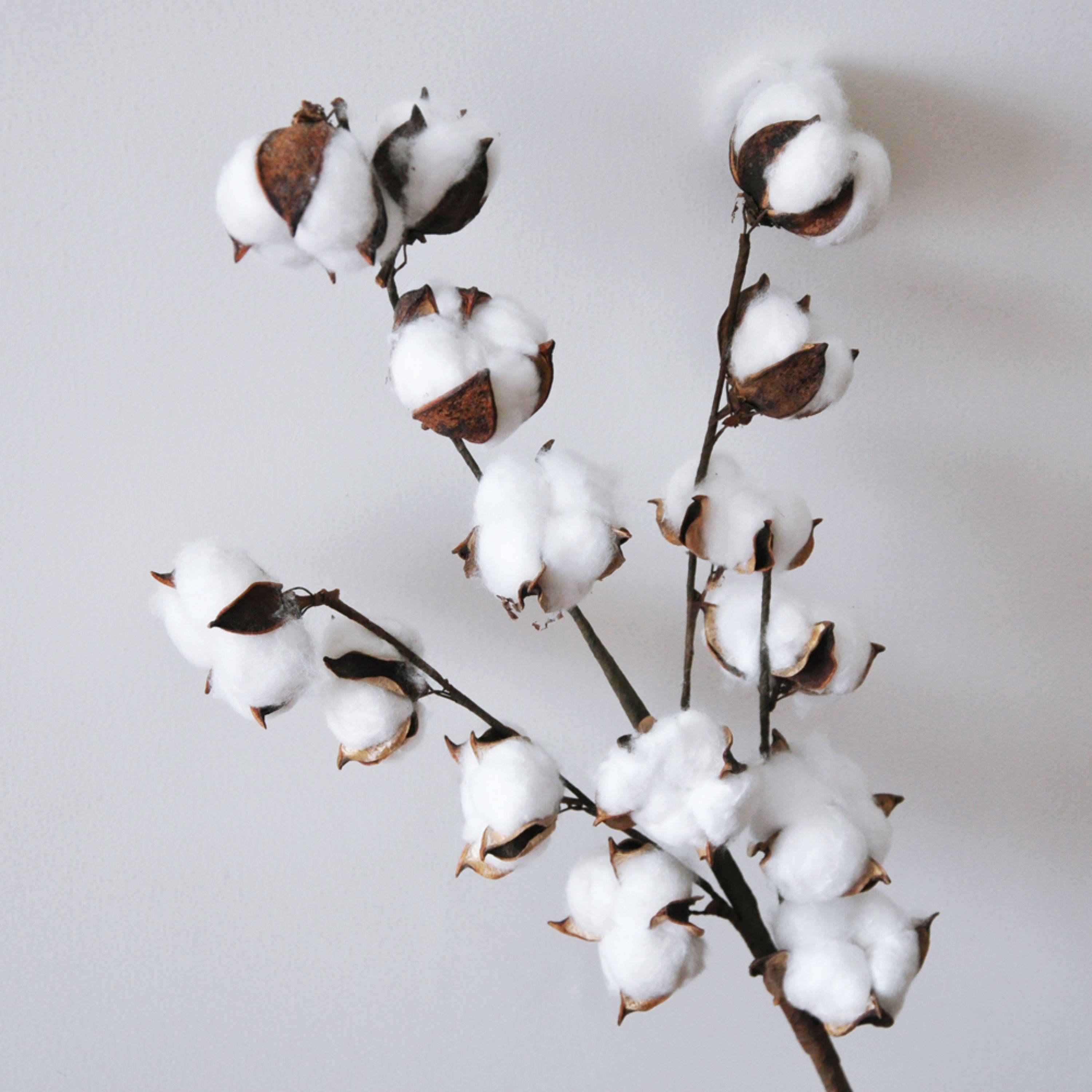 Dried Cotton Branch 29.5 Long 15 Cotton Balls Branches