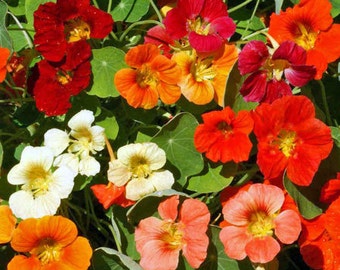 ANATT) TOM THUMB Mix Nasturtium~Seeds!!~~~~Short but Full of Color!