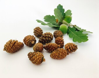 Pine Cone, fall decor, pine cones, nature decor