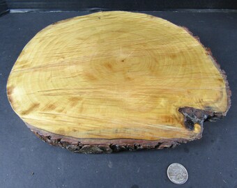 Large 11" Wood Slice from Oak Tree