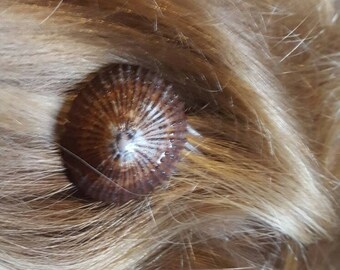 Opihi Seashell hair pic. Handmade with Aloha on the Big Island of Hawaii. Handpicked off Big Island of Hawai'i