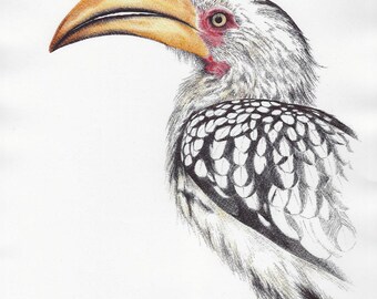 Yellow Bill Hornbill Bird Print