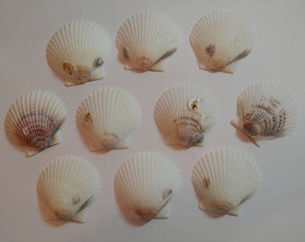 Scallop Shells - From Crystal River, FLorida - Freshly Caught by me - Shells - Seashells - White Seashells - 10 Natural Shells #127