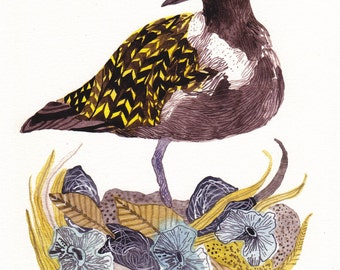 Plover with Nest - Archival Print
