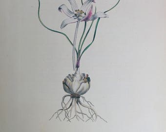 Botanical print Vintage Flower print Gethyllis Spiralis botanical floral art illustration
