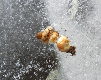 Frozen Shell - Spiral Shell, Frozen Shell, Winter, Digital Download