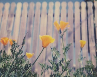 California Poppies | Polaroid Print | Flowers | Fine Art Photography