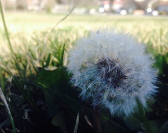 Make a Wish, Dandelion, Wall Decor, Digital Download