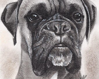 5 x 7" potlood hond portret / hoofd en schouders / Boxer Dog Portrait