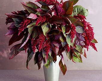 Amaranth Seeds Hopi Red Dye, Natural, Garden Flower, 20 Seeds