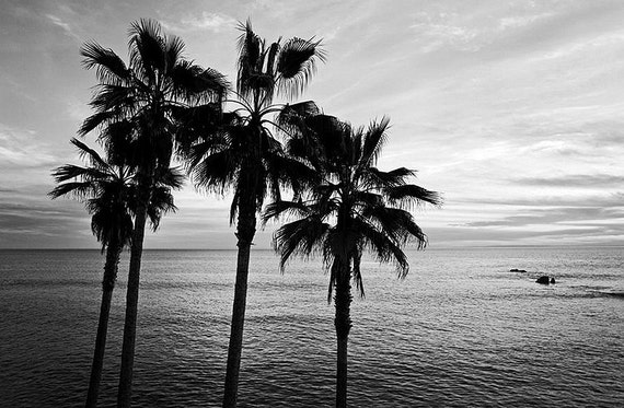 Black and white beach photography sunset wall art palm trees Black and white beach photography sunset wall art palm trees