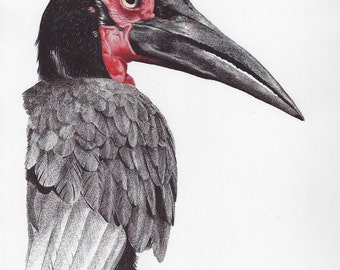 Ground Hornbill Bird Print
