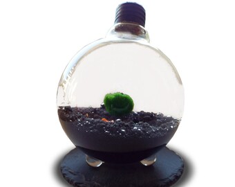 Marimo Moss Ball In Light Bulb Terrarium,Home Office Decor Terrarium Kit,Boho Decor With Live Moss Plant