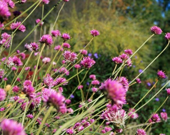 Field of Wildflowers