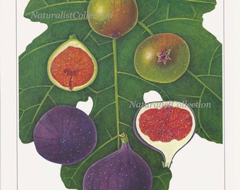 Fruit Print 1991 Vintage Art Original Book Plate 57 Beautiful Fig Chart Tropical Plant Home Kitchen Dining Room Decor