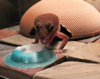 Premium Leopard Gecko Calcium Dish