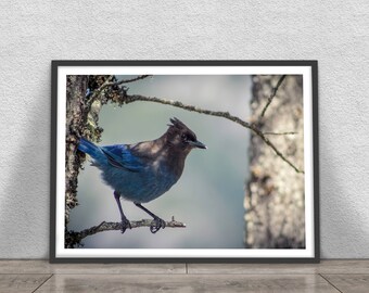 Stellar's Jay Print, Nature Photography, Printable Large Poster, Instant Digital Download