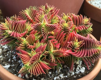 25 Crassula capitella thyrsiflora Seeds , Pagoda Village plant , Red Pagoda Seeds