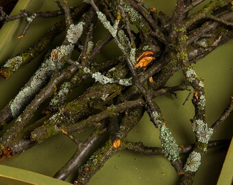 Rustic Real wood branches with Lichen moss rustic decor terrarium Home Decor woodland decor natural twigs with lichen stick for craft